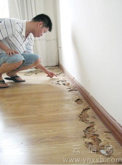 白蚁啃了地板又啃家具 自行灭蚁房主不同意